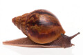 Achatina achatina achatina Nigeria typ 2 juvenil